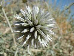 Image of Echinops albicaulis Kar. & Kir.