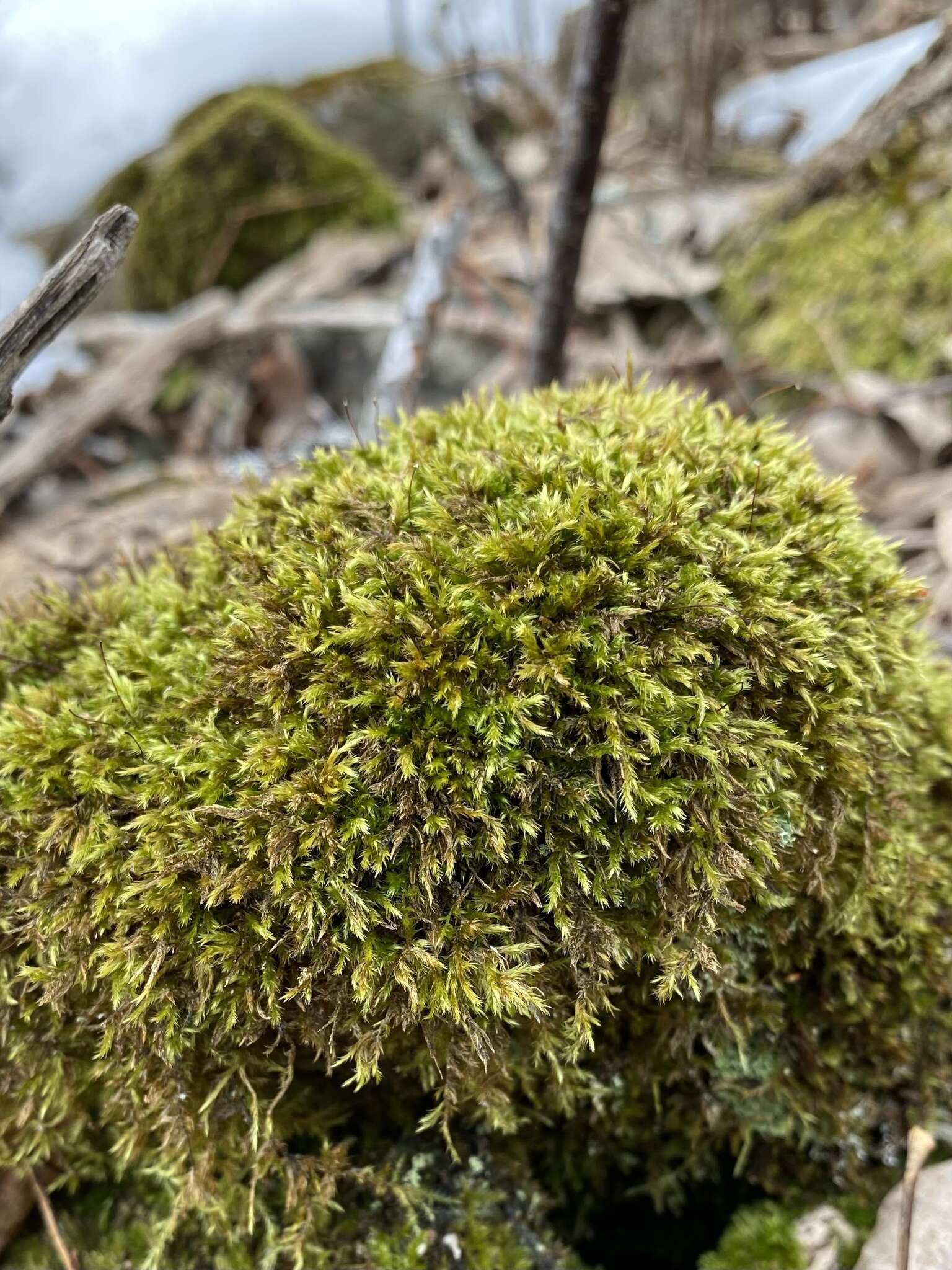 Image of Field Ragged Moss
