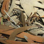 Image of Lined Rainbow-skink