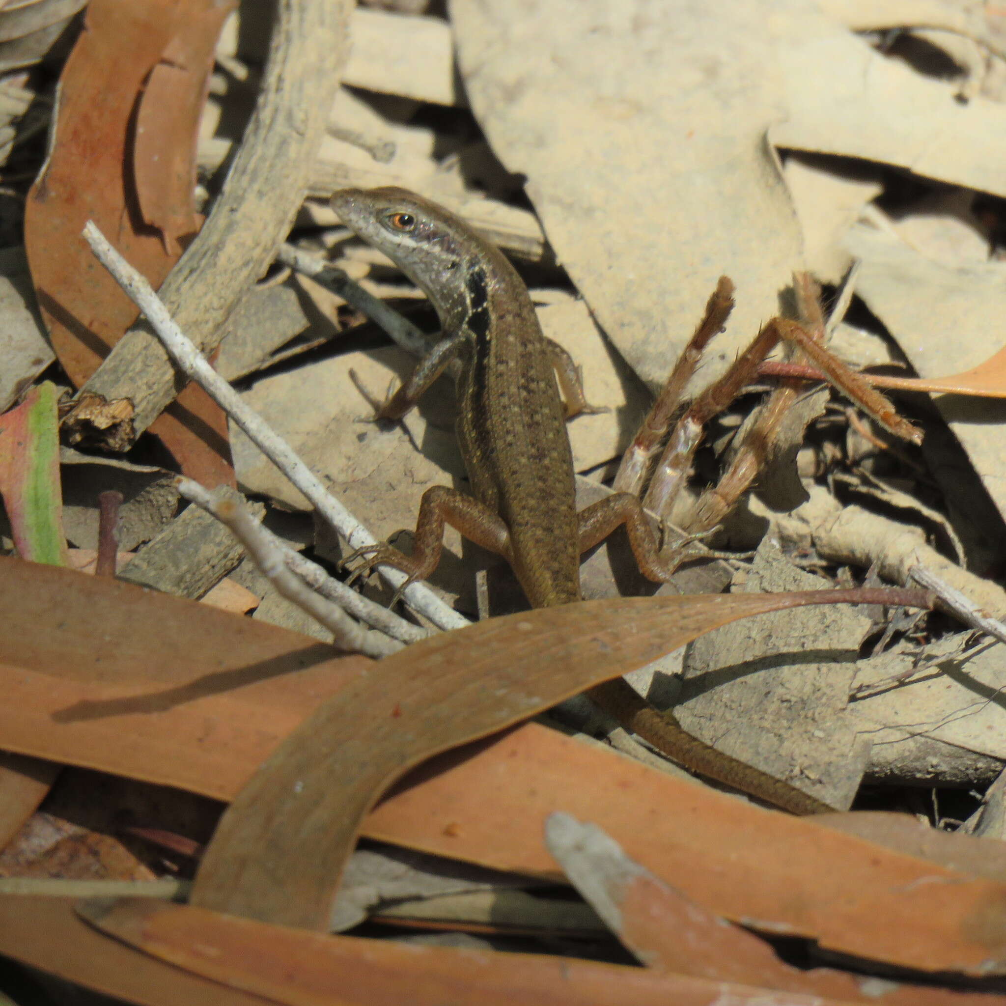 Image of Lined Rainbow-skink