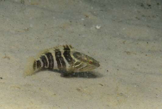 Image of White Grouper