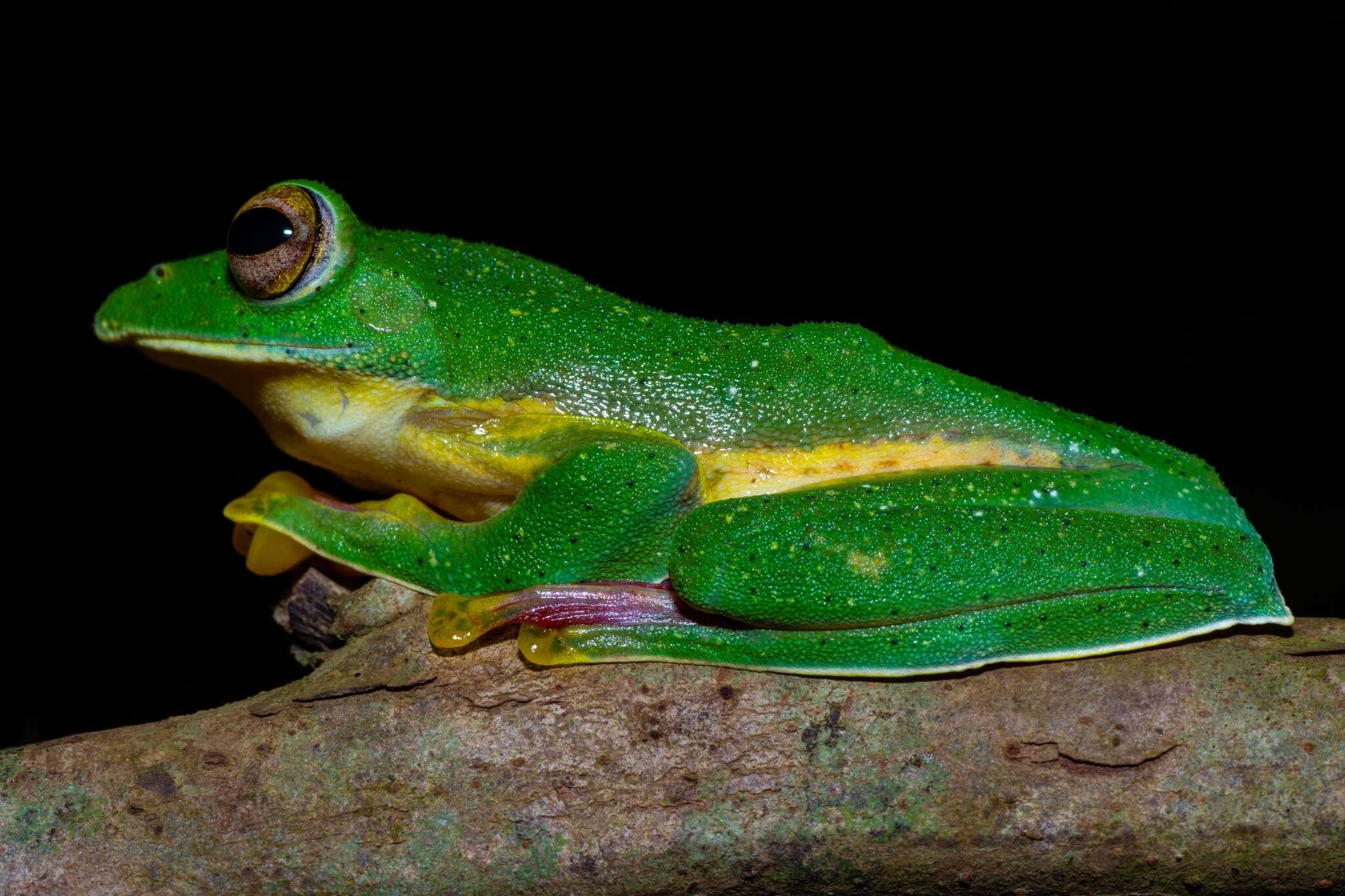 Image of Malabar Gliding Frog