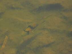 Image de Gymnogeophagus gymnogenys (Hensel 1870)