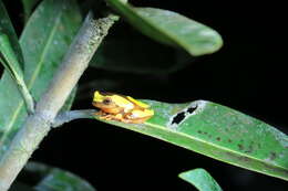 Image of Bereis' Treefrog