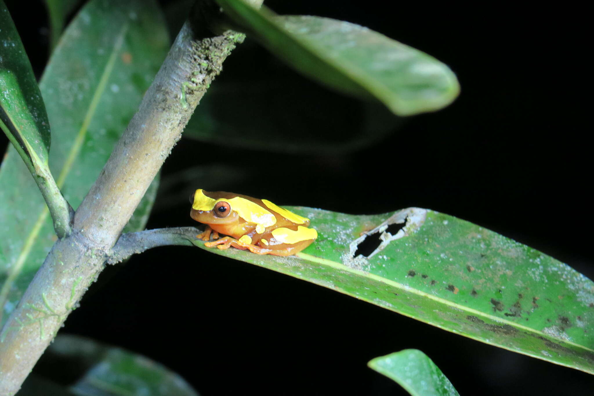 Dendropsophus leucophyllatus (Beireis 1783) resmi