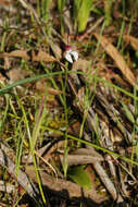 Imagem de Leptoceras menziesii (R. Br.) Lindl.