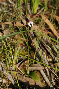 Imagem de Leptoceras menziesii (R. Br.) Lindl.