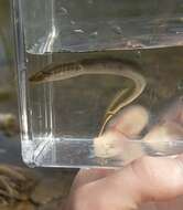 Image of Least Brook Lamprey