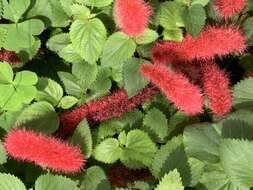 Imagem de Acalypha pendula C. Wright ex Griseb.