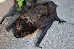 Image of Northern Bat