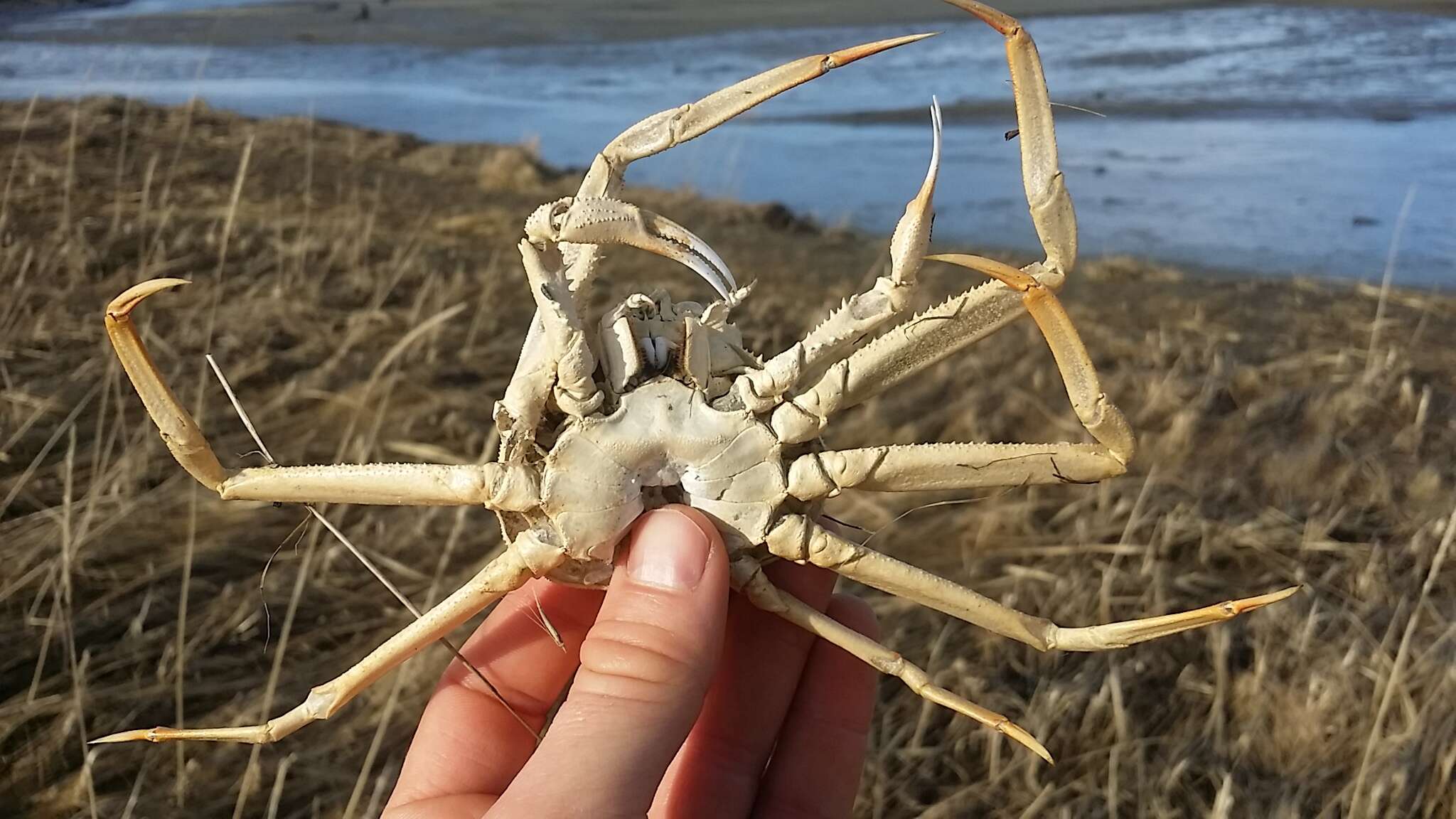 Image of Bairdi crab