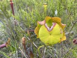 Image of <i>Sarracenia flava</i> var. <i>rubricorpora</i>