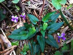 Image de Viola betonicifolia subsp. nagasakiensis (W. Becker) Y. S. Chen
