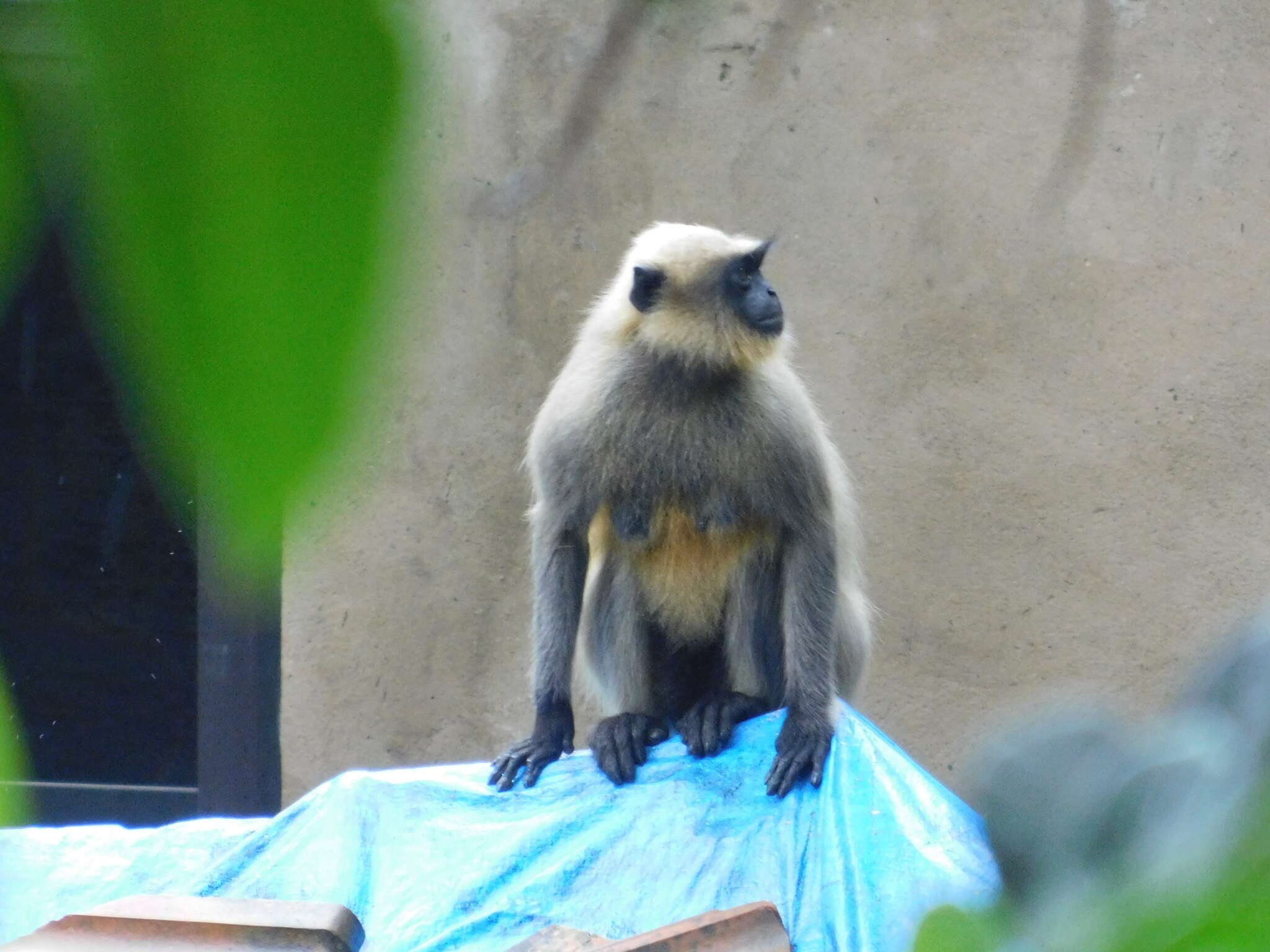 Image of Dussumier's Malabar Langur