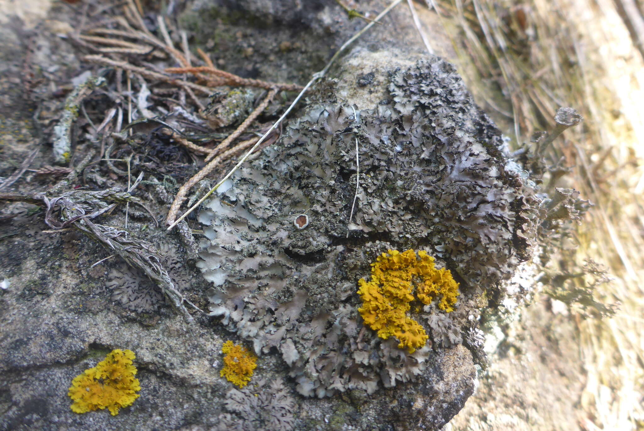 Image of wreath lichen