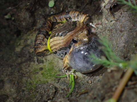 Image of Beautiful Pygmy Frog