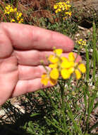 Image of sanddune wallflower