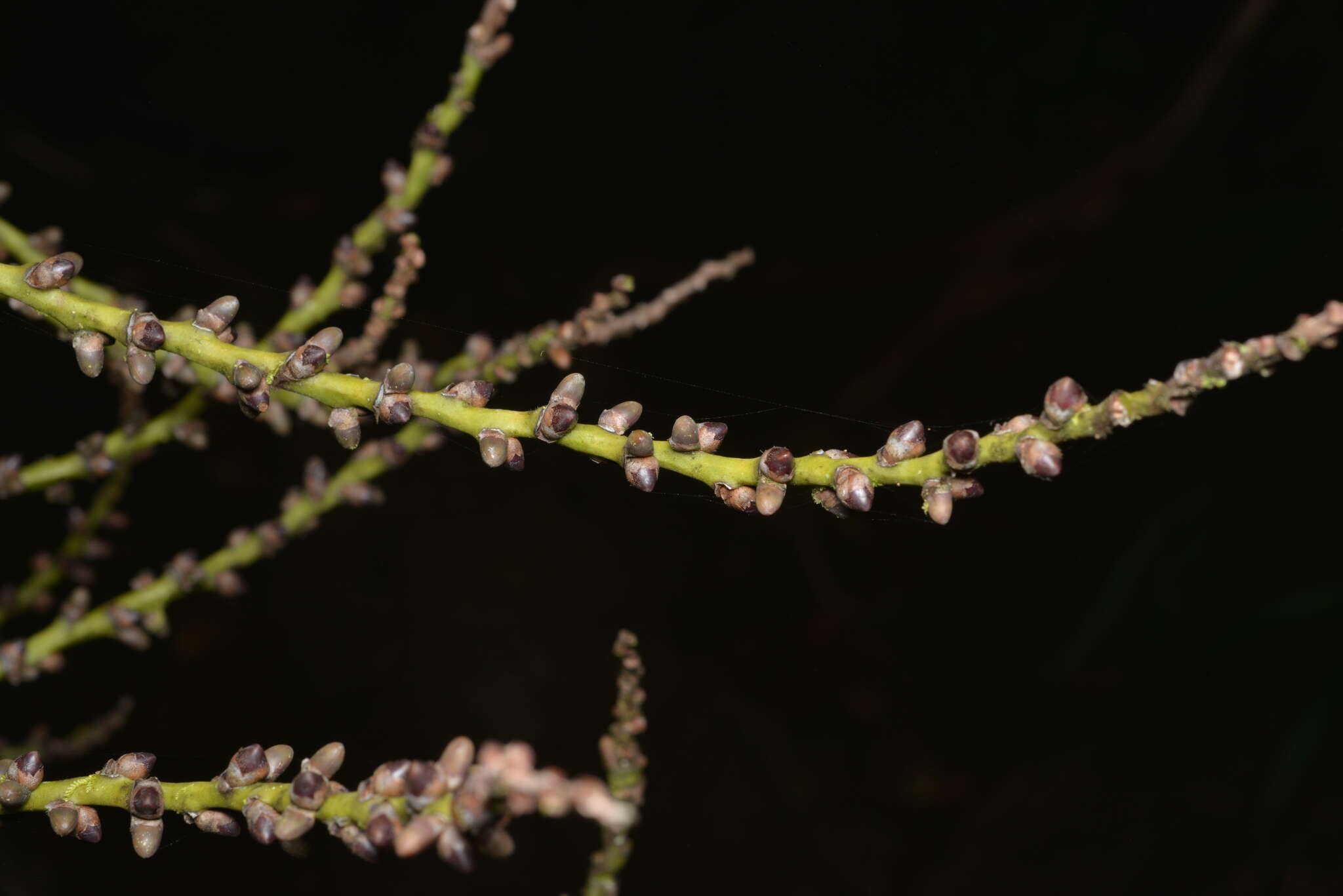 Image of Chambeyronia divaricata (Brongn.) Hodel & C. F. Barrett