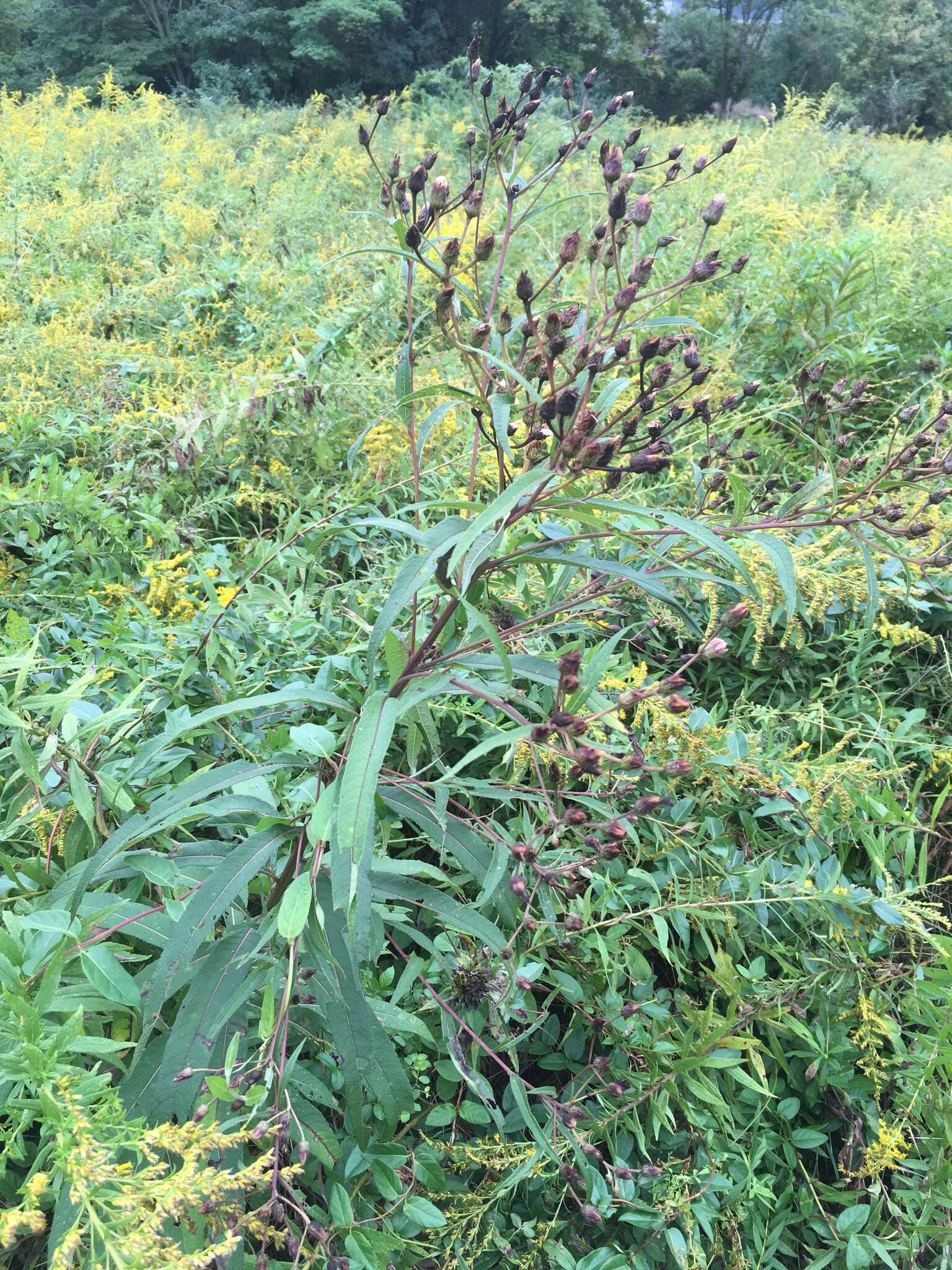 Image of New York ironweed