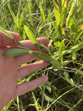 Image of showy goldenrod