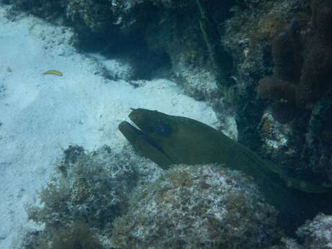 Image of Black Moray