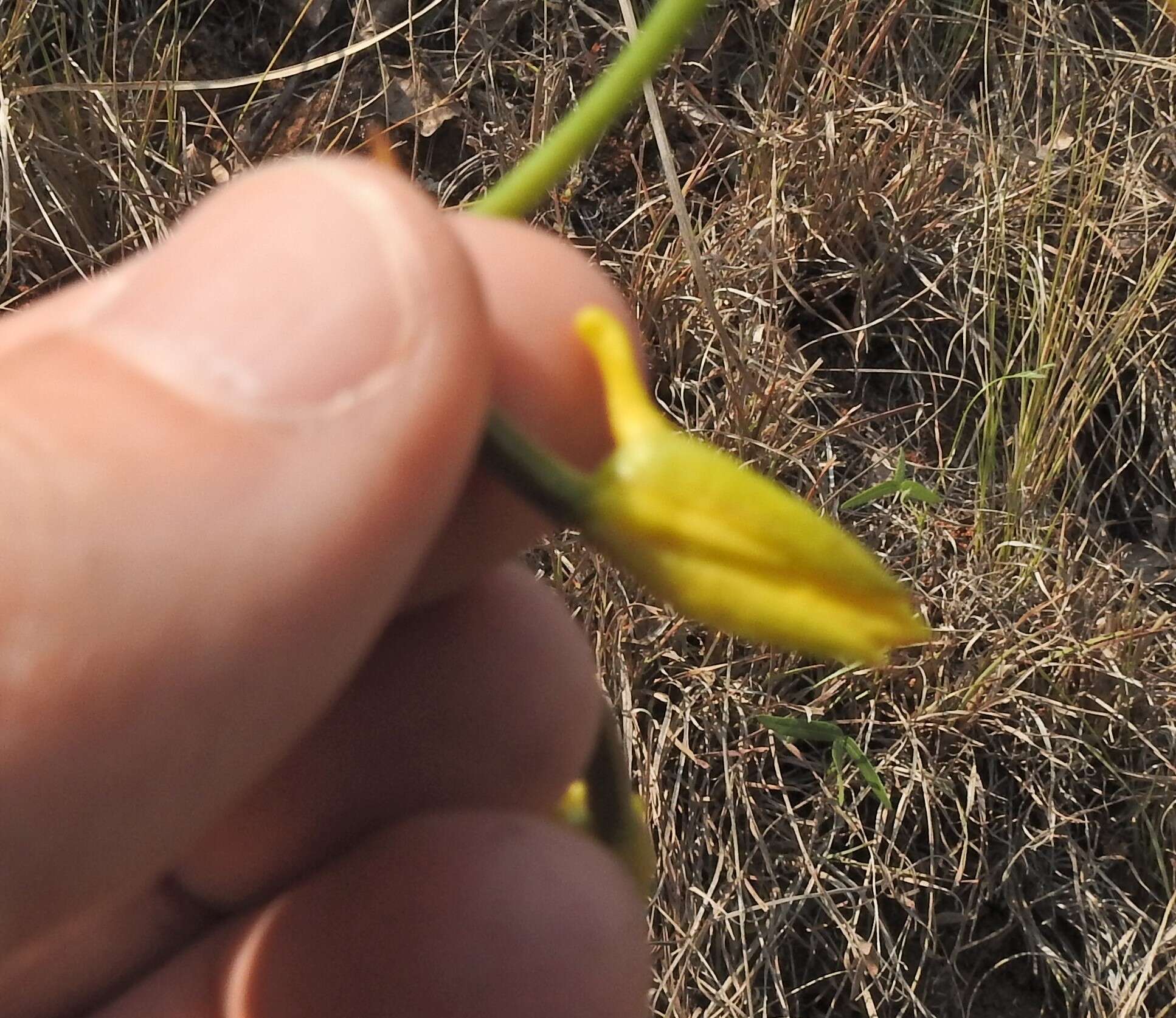 Image de Eulophia hians var. inaequalis (Schltr.) S. Thomas