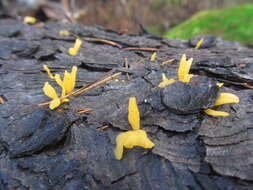 Image de Calocera furcata (Fr.) Fr. 1827