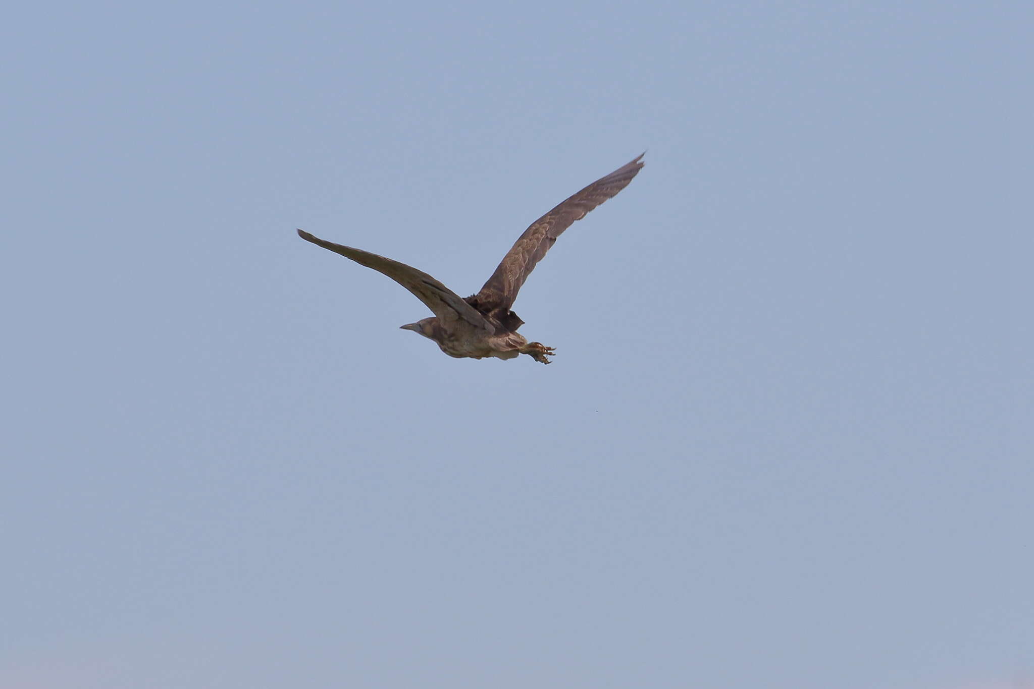 Image of Australasian Bittern