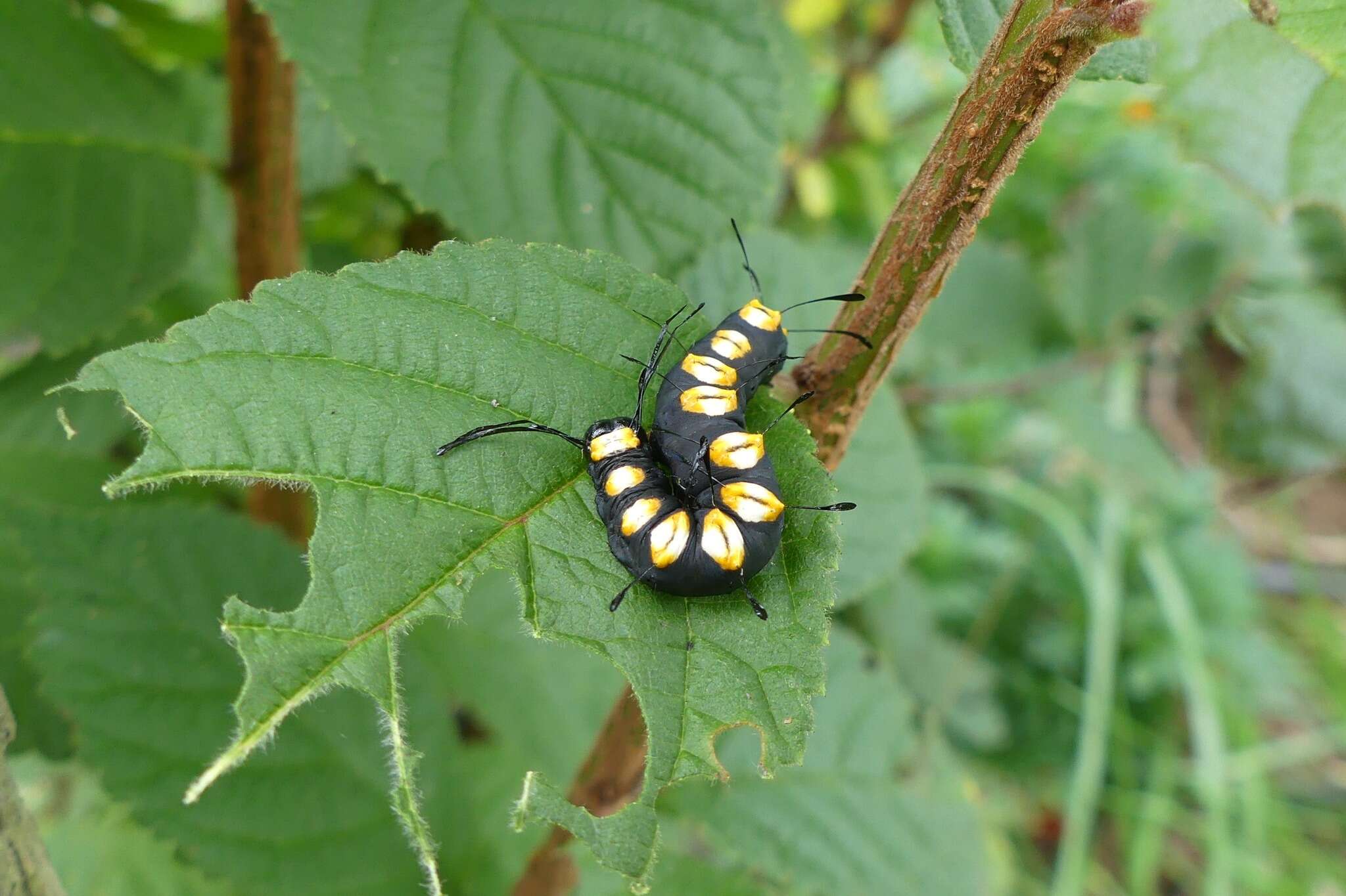 Imagem de Acronicta funeralis Grote & Robinson 1866