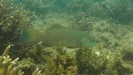 Image of Barcheek coral trout