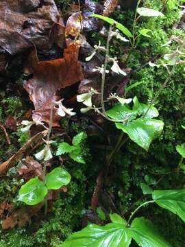 Image of Kidneyleaf twayblade