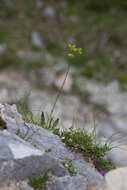 Image of Buckler Mustard