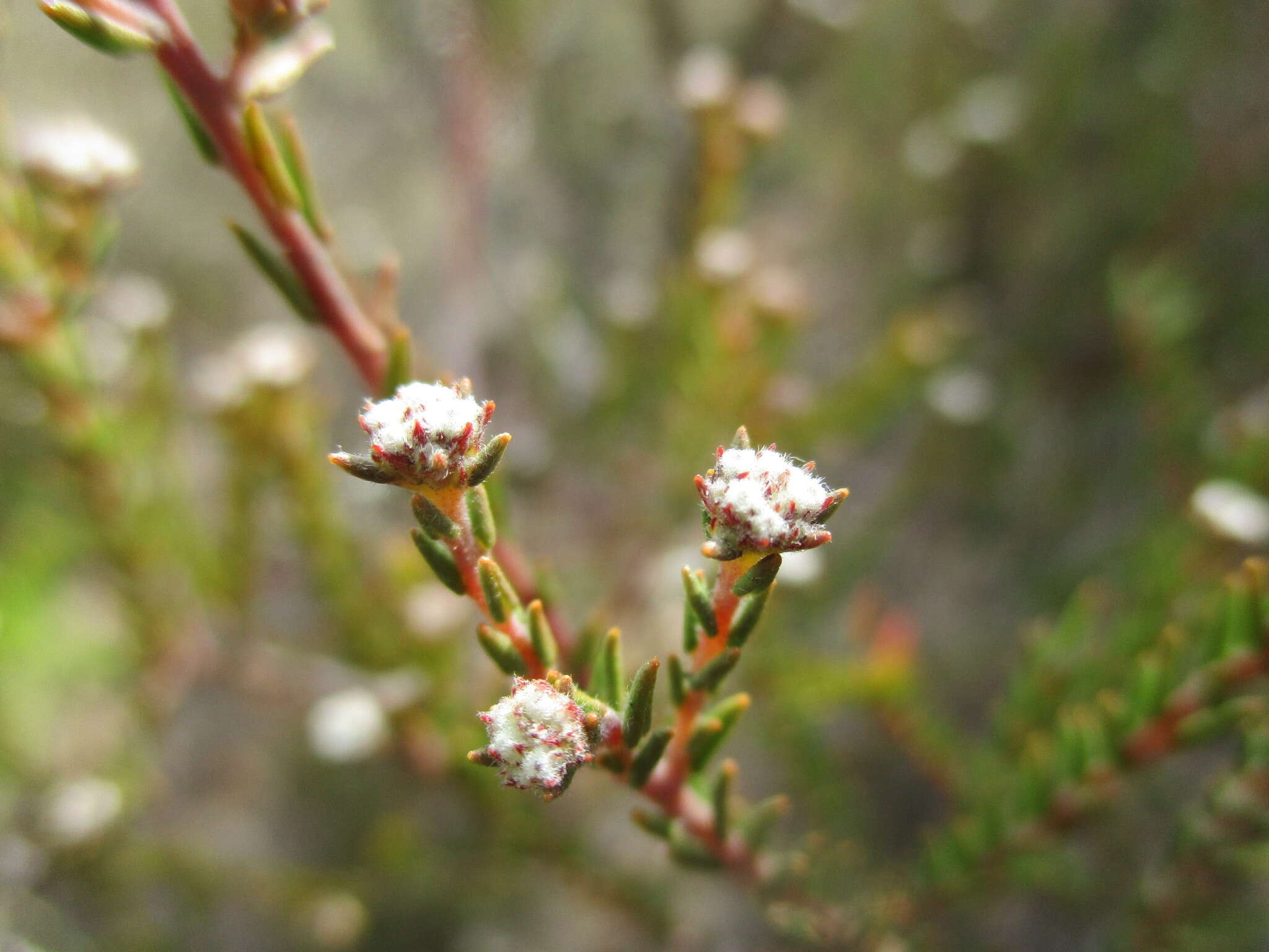 Image of Phylica stenopetala Schltr.