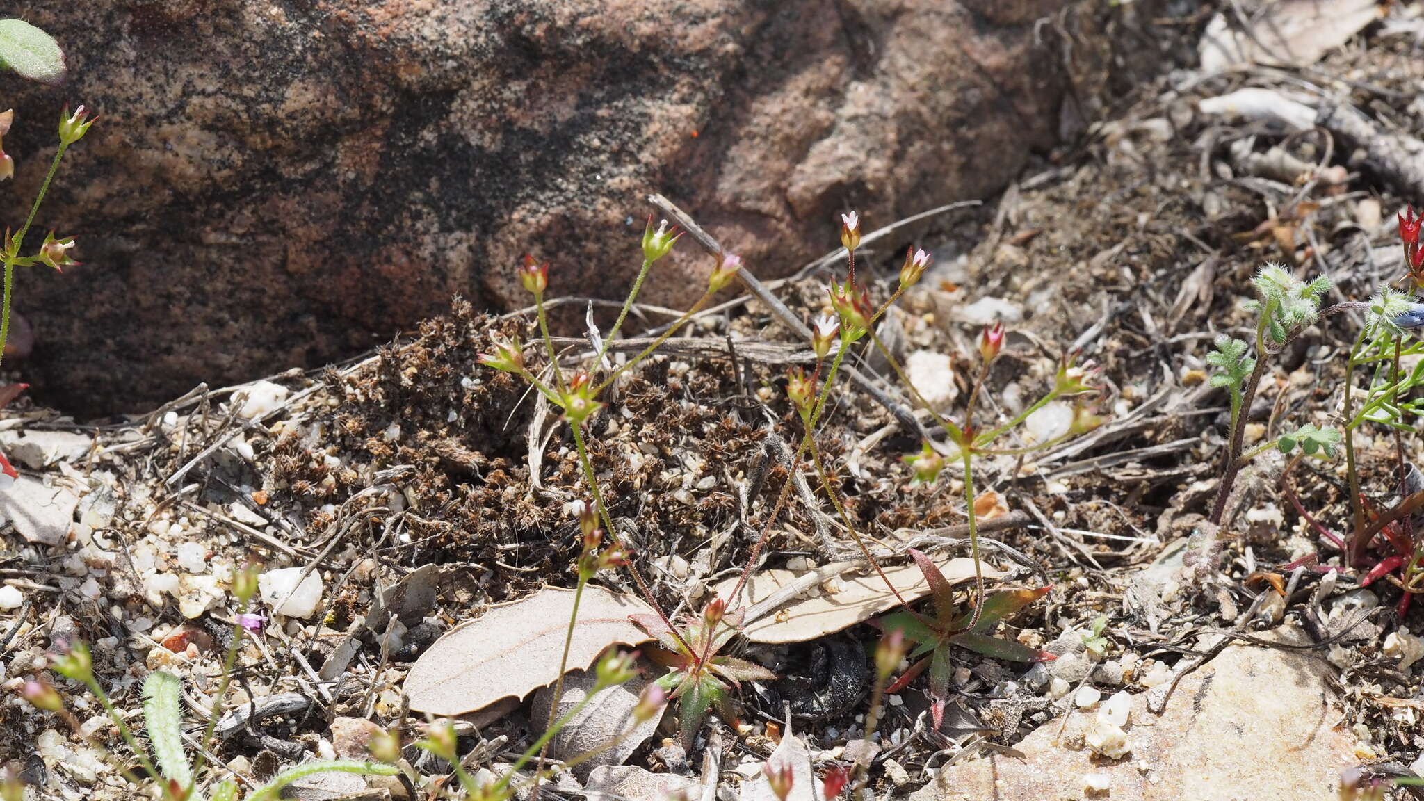 صورة Androsace elongata subsp. acuta (Greene) G. T. Robbins