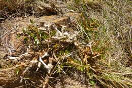 Image of Melicytus alpinus (Kirk) P. J. Garnock-Jones