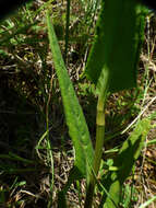 Sivun Rumex intermedius DC. kuva