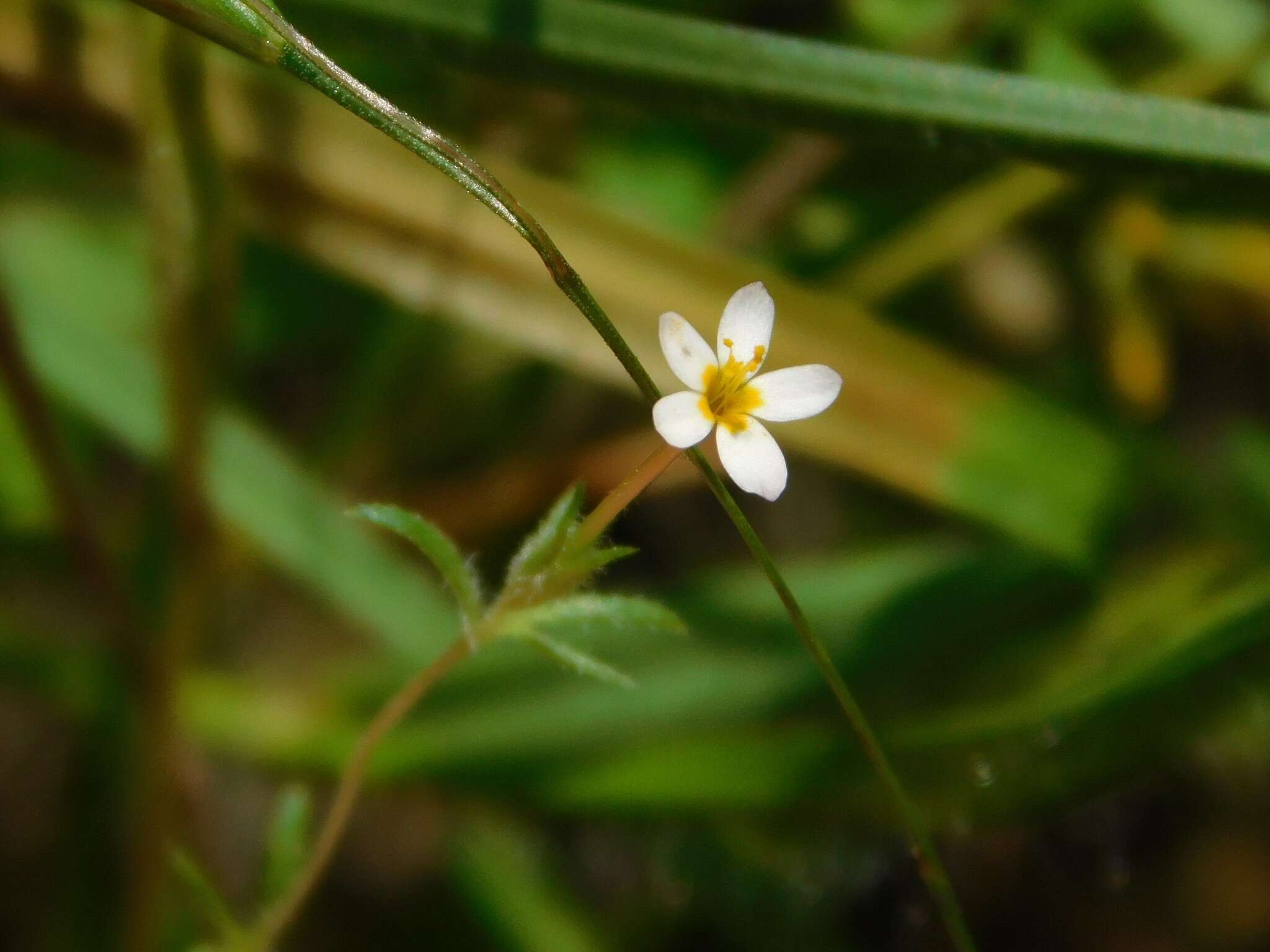 Image de Leptosiphon minimus (H. Mason) Battaglia