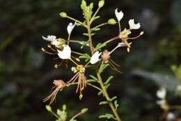 Image of large clammyweed