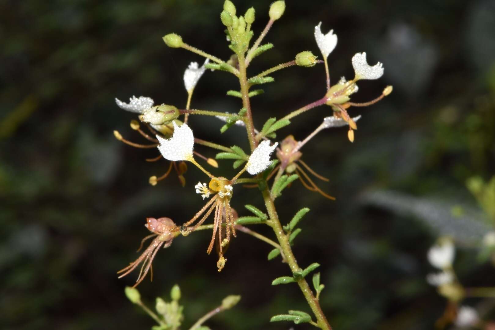 Image of large clammyweed