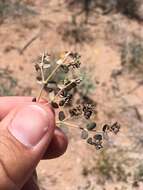 Image of Sonoran sandmat