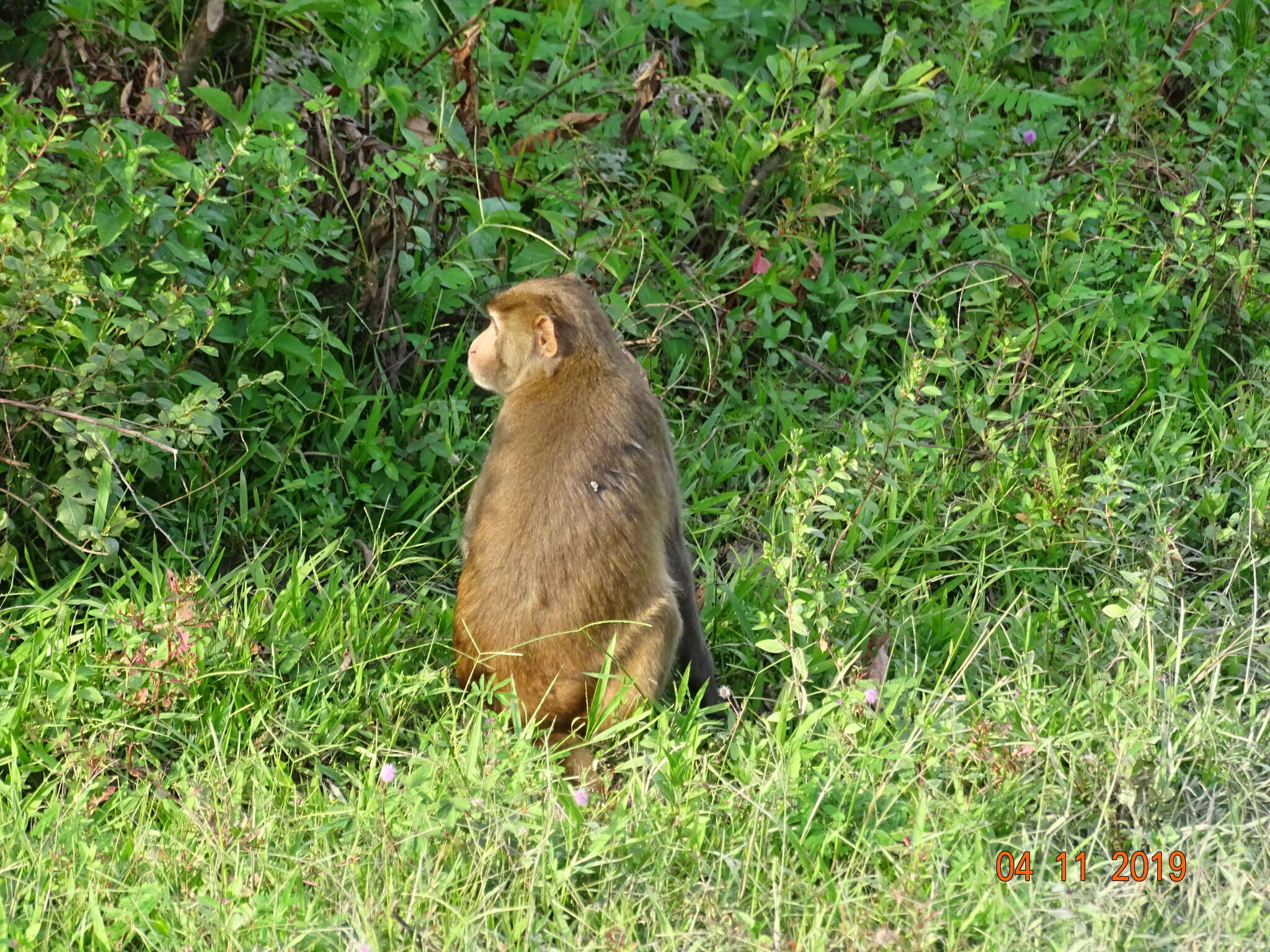 Image of Assam Macaque