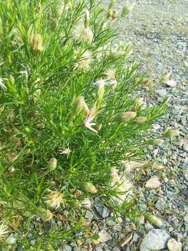 Image of Vittadinia blackii N. T. Burbidge