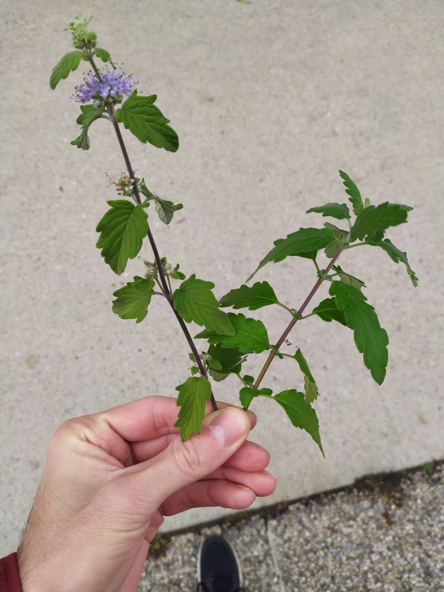 Imagem de Caryopteris clandonensis A. Simmonds