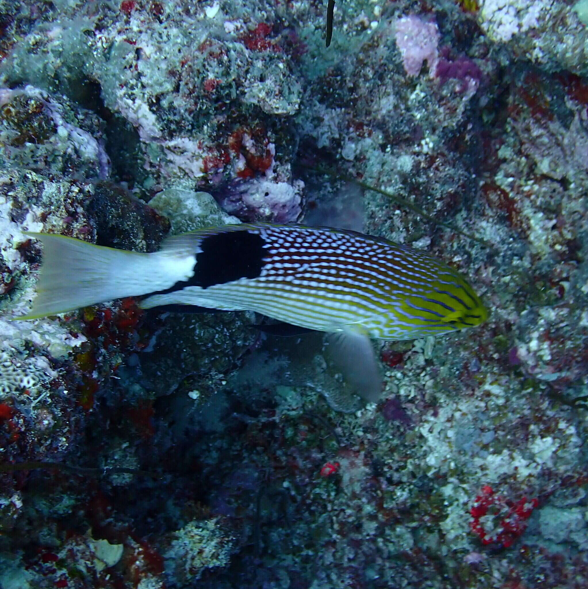 Bodianus loxozonus (Snyder 1908) resmi