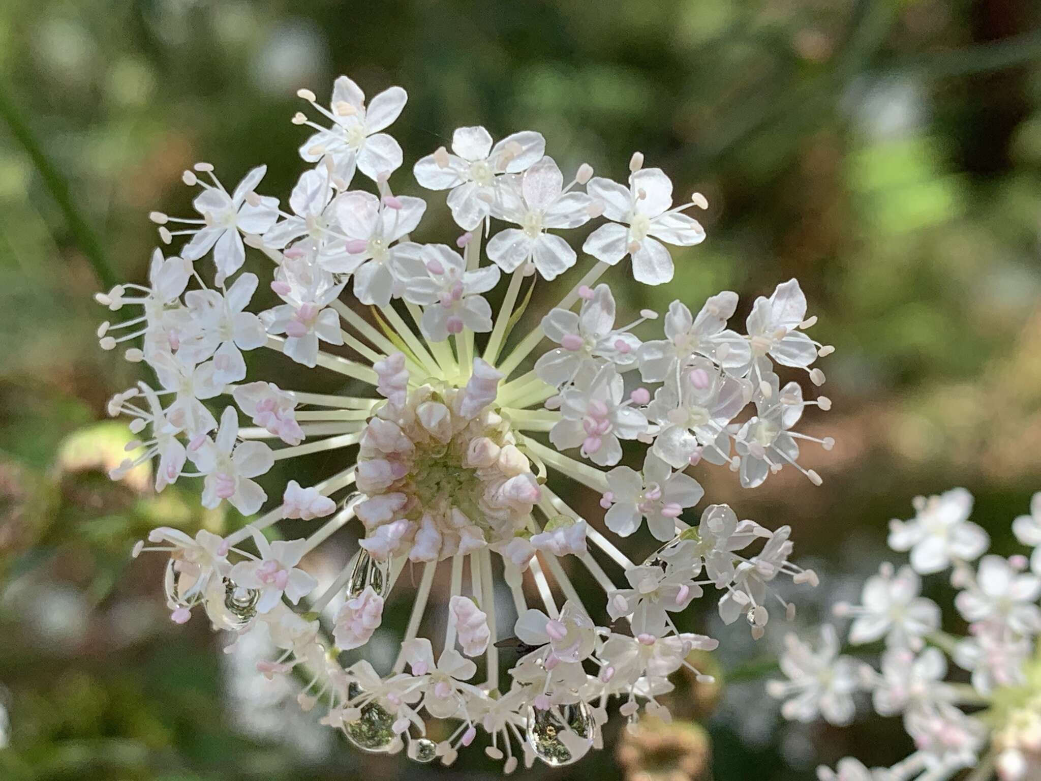 Image of Trachymene composita var. composita