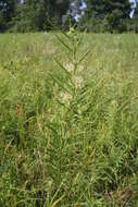 Image de Asclepias hirtella (Pennell) R. E. Woodson