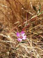 Plancia ëd Clarkia franciscana H. Lewis & Raven