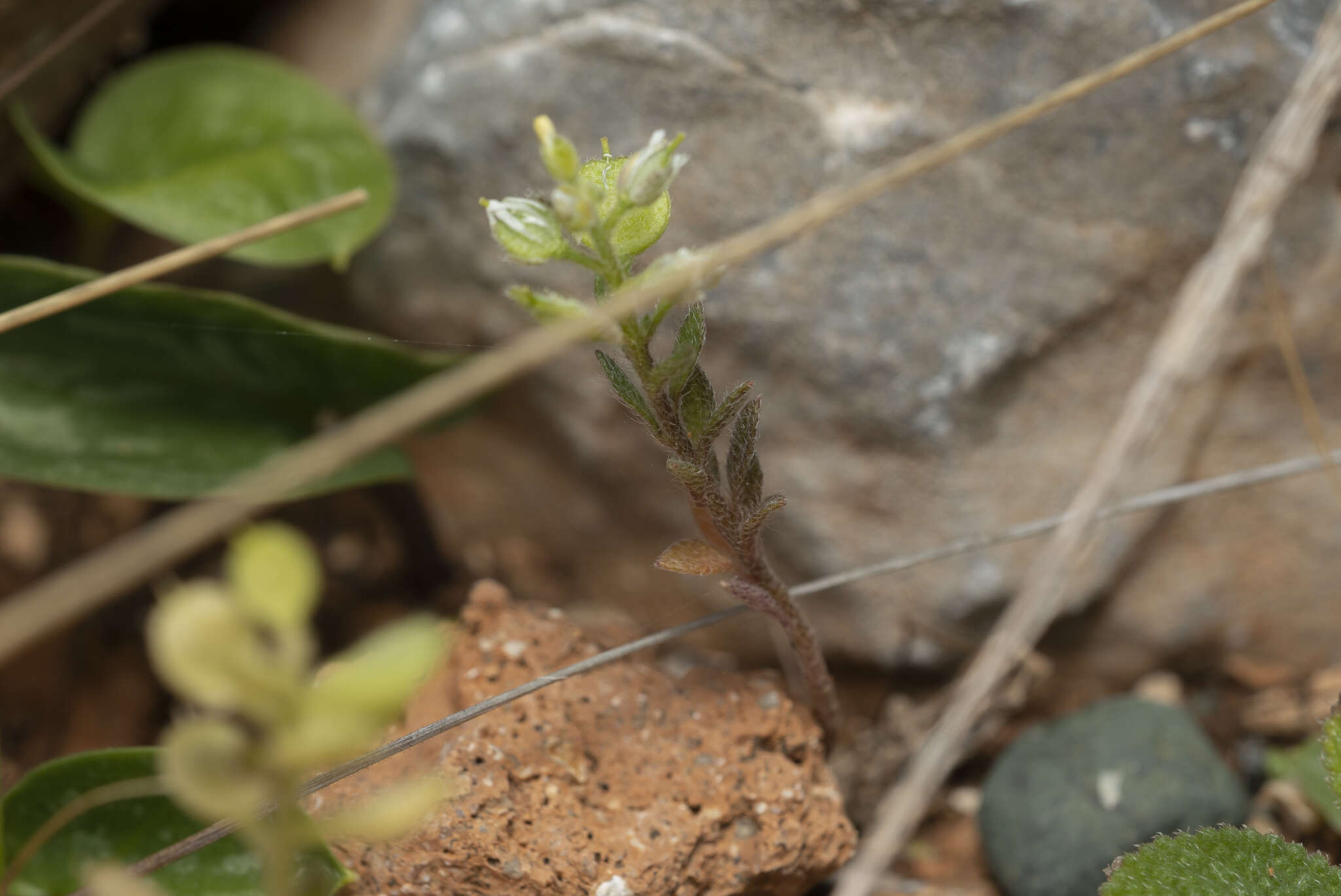 Image of alyssum