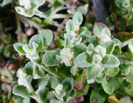 Image of Desert goosefoot