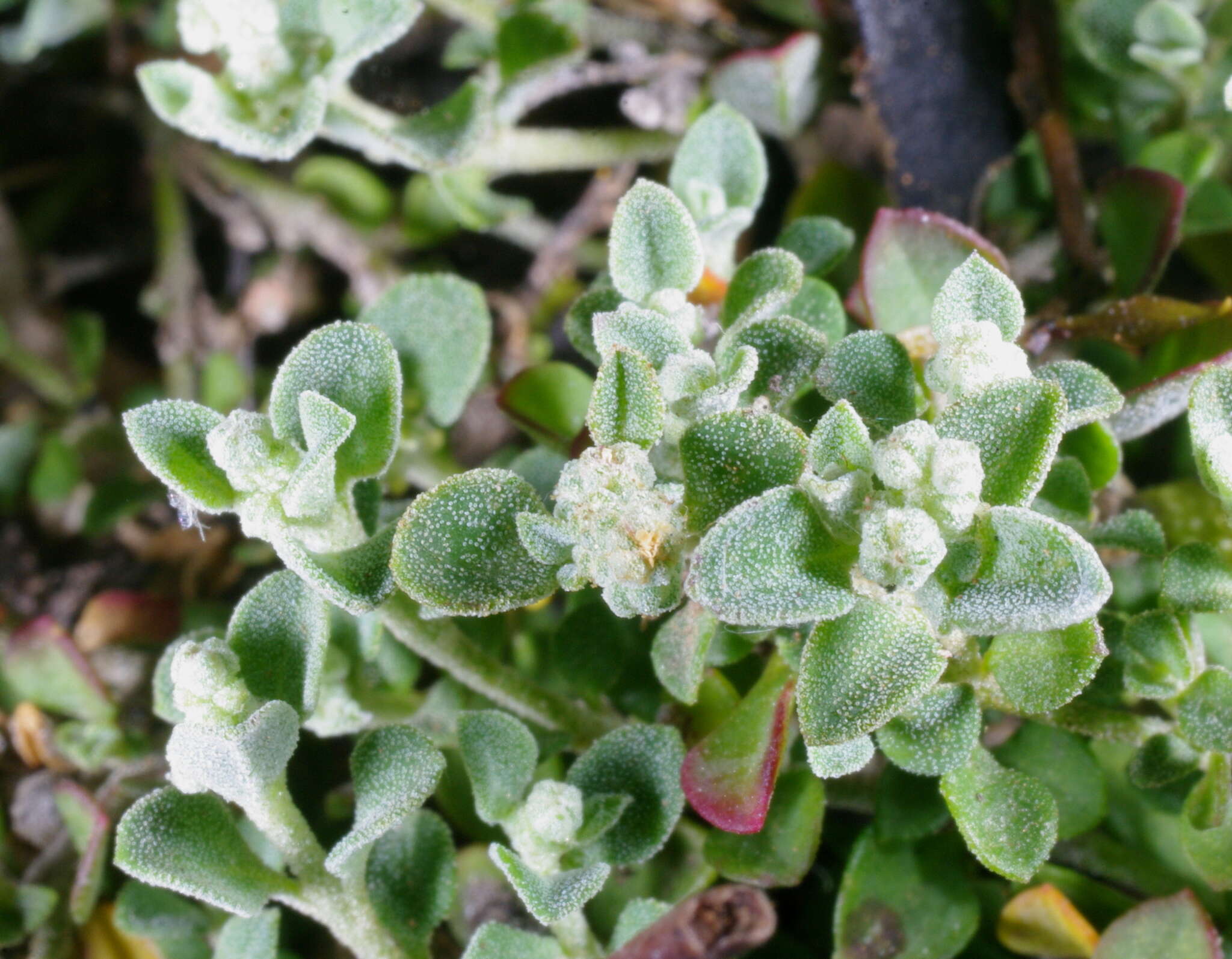 Image of Chenopodium desertorum subsp. microphyllum Paul G. Wilson